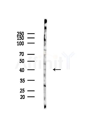 GPR174 Antibody - Western blot analysis of lysates from HepG2 cells(LPS,4h treatment), using GPR174 Antibody at 1/1000 dilution.
