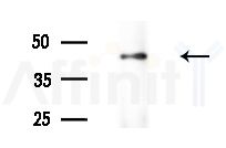 GPRC5B Antibody - Western blot analysis of extracts from Mouse brain, using GPRC5B Antibody at 1/1000 dilution.