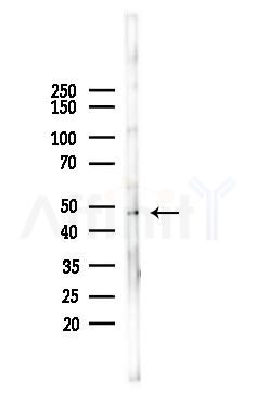 GPRC5B Antibody - Western blot analysis of lysates from Mouse brain, using GPRC5B Antibody at 1/1000 dilution.