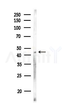 GPRC5D Antibody - Western blot analysis of lysates from Rat testis, using GPRC5D Antibody at 1/1000 dilution.