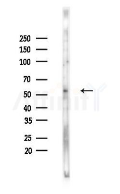 GPR75 Antibody - Western blot analysis of lysates from Hela cells(heat-shock,45min treatment), using GPR75 Antibody at 1/1000 dilution.