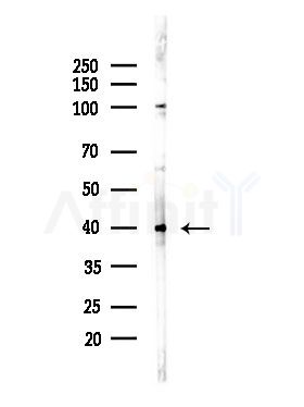 MC5R Antibody - Western blot analysis of lysates from RAW264.