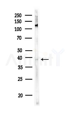 MCHR2 Antibody - Western blot analysis of lysates from Rat testis, using MCHR2 Antibody at 1/1000 dilution.