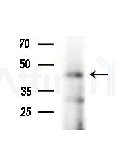 MPRA Antibody - Western blot analysis of extracts from Mouse liver, using MPRA Antibody at 1/1000 dilution.