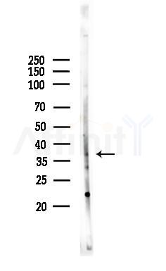 MPRG Antibody - Western blot analysis of lysates from COLO205 cells, using MPRG Antibody at 1/1000 dilution.
