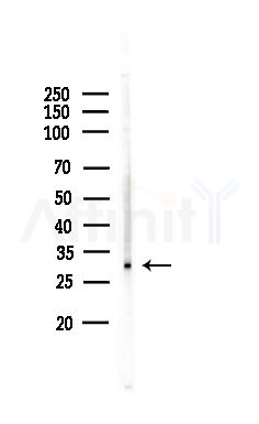 MRGRE Antibody - Western blot analysis of lysates from COLO205 cells, using MRGRE Antibody at 1/1000 dilution.