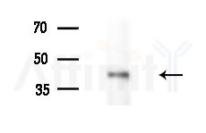 MTLR Antibody - Western blot analysis of extracts from Mouse brain, using MTLR Antibody at 1/1000 dilution.