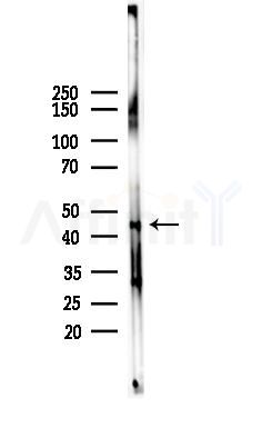 MTLR Antibody - Western blot analysis of lysates from Mouse brain, using MTLR Antibody at 1/1000 dilution.