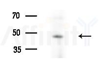 NPY1R Antibody - Western blot analysis of extracts from HepG2 cells(starvation treatment), using NPY1R Antibody at 1/1000 dilution.
