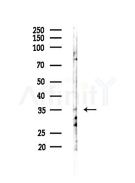 OR10G2 Antibody - Western blot analysis of lysates from LOV0(heat-shock,45min treatment), using OR10G2 Antibody at 1/1000 dilution.
