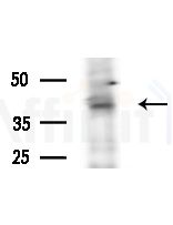 OR11G2 Antibody - Western blot analysis of lysates from HepG2 cells, using OR11G2 Antibody at 1/1000 dilution.