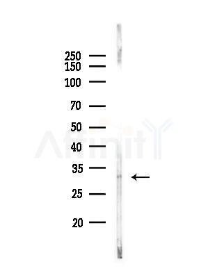 OR13C3 Antibody - Western blot analysis of lysates from A375 cells(heat-shock,45min treatment), using OR13C3 Antibody at 1/1000 dilution.