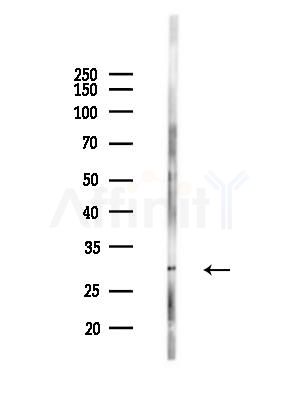 OR2T11 Antibody - Western blot analysis of lysates from Mouse testis, using OR2T11 Antibody at 1/1000 dilution.
