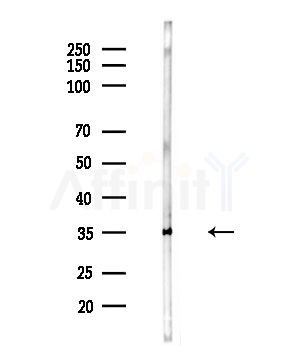 OR4F4/4F5/4F17 Antibody - Western blot analysis of lysates from Mouse testis, using OR4F4/4F5/4F17 Antibody at 1/1000 dilution.