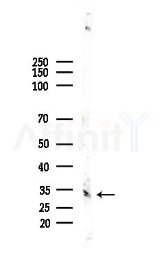 OR51E2 Antibody - Western blot analysis of lysates from EC304 cells, using OR51E2 Antibody at 1/1000 dilution.
