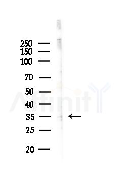 OR52D1 Antibody - Western blot analysis of lysates from COLO205 cells, using OR52D1 Antibody at 1/1000 dilution.