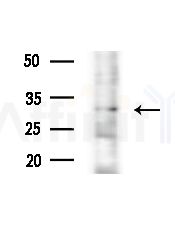 OR52E1 Antibody - Western blot analysis of extracts from HepG2 cells, using OR52E1 Antibody at 1/1000 dilution.