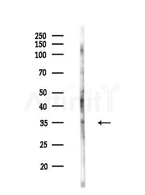 OR52E1 Antibody - Western blot analysis of lysates from 293 cells(starvation,24h treatment), using OR52E1 Antibody at 1/1000 dilution.