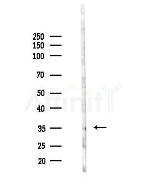 OR52E1 Antibody - Western blot analysis of lysates from HepG2 cells, using OR52E1 Antibody at 1/1000 dilution.