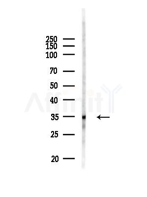 OR52N4 Antibody - Western blot analysis of lysates from RAW264.