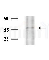 OR5AK3P Antibody - Western blot analysis of extracts from HepG2 cells, using OR5AK3P Antibody at 1/1000 dilution.