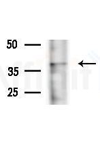OR5AK3P Antibody - Western blot analysis of extracts from Mouse testis, using OR5AK3P Antibody at 1/1000 dilution.