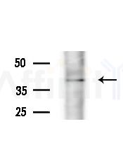 OR5AK3P Antibody - Western blot analysis of extracts from 293 cells(starvation treatment), using OR5AK3P Antibody at 1/1000 dilution.