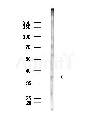 OR5AK3P Antibody - Western blot analysis of lysates from Mouse testis, using OR5AK3P Antibody at 1/1000 dilution.