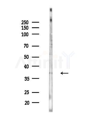 OR5AK3P Antibody - Western blot analysis of lysates from HepG2 cells, using OR5AK3P Antibody at 1/1000 dilution.