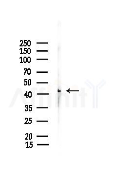 GPR136 Antibody - Western blot analysis of lysates from Mouse lung, using GPR136 Antibody at 1/1000 dilution.