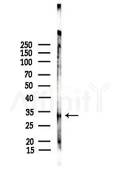 OPRD1 Antibody - Western blot analysis of lysates from Mouse lung, using OPRD1 Antibody at 1/1000 dilution.