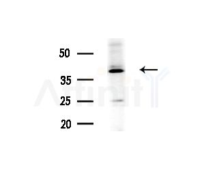 RHO Antibody - Western blot analysis of extracts from MCF7 cells(heat-shock treatment), using RHO Antibody at 1/1000 dilution.
