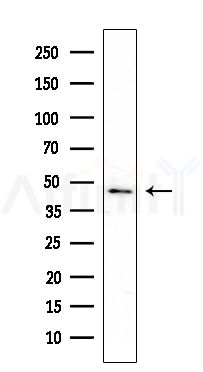 RHO Antibody - Western blot analysis of extracts from Rat brain, using RHO Antibody at 1/1000 dilution.