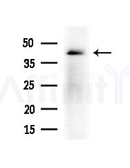 RHO Antibody - Western blot analysis of extracts from B16F10-LUC cells(UV,30min treatment), using RHO Antibody at 1/1000 dilution.