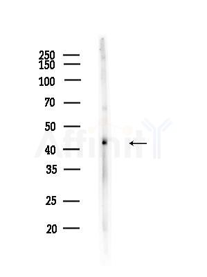 RHO Antibody - Western blot analysis of lysates from B16F10-LUC cells(UV,30min treatment), using RHO Antibody at 1/1000 dilution.