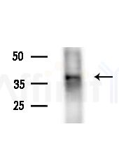 OR10D4 Antibody - Western blot analysis of extracts from Rat lung, using OR10D4 Antibody at 1/1000 dilution.