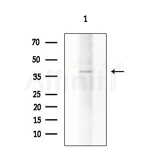 OR10G6 Antibody - Western blot analysis of extracts from COLO205 cells, using OR10G6 Antibody at 1/1000 dilution.