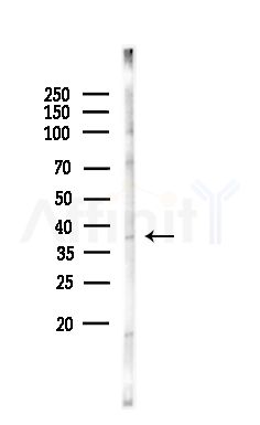 OR10G6 Antibody - Western blot analysis of lysates from COLO205 cells, using OR10G6 Antibody at 1/1000 dilution.