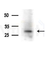 OR10J1 Antibody - Western blot analysis of lysates from Mouse liver, using OR10J1 Antibody at 1/1000 dilution.