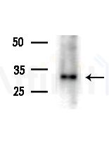 OR10J1 Antibody - Western blot analysis of lysates from Hela cells(heat-shock,45min treatment), using OR10J1 Antibody at 1/1000 dilution.