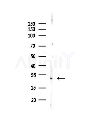 OR10J1 Antibody - Western blot analysis of lysates from Hela cells(heat-shock,45min treatment), using OR10J1 Antibody at 1/1000 dilution.