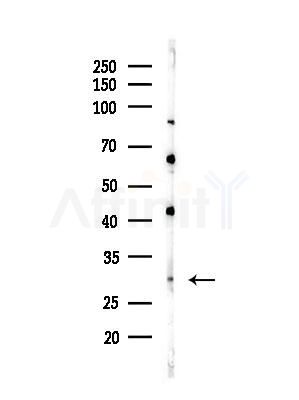 OR10J1 Antibody - Western blot analysis of lysates from Mouse liver, using OR10J1 Antibody at 1/1000 dilution.