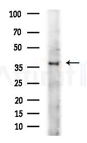 OR13D1 Antibody - Western blot analysis of lysates from Hela cells(heat-shock,45min treatment), using OR13D1 Antibody at 1/1000 dilution.