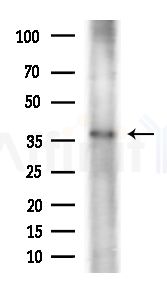 OR13D1 Antibody - Western blot analysis of lysates from A375 cells(heat-shock,45min treatment), using OR13D1 Antibody at 1/1000 dilution.