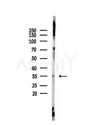 OR13D1 Antibody - Western blot analysis of lysates from A375 cells(heat-shock,45min treatment), using OR13D1 Antibody at 1/1000 dilution.