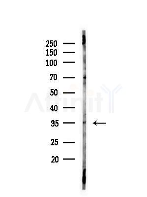 OR13D1 Antibody - Western blot analysis of lysates from Hela cells(heat-shock,45min treatment), using OR13D1 Antibody at 1/1000 dilution.