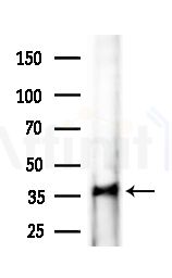 OR1B1 Antibody - Western blot analysis of lysates from PC12 cells(LPS,4h treatment), using OR1B1 Antibody at 1/1000 dilution.
