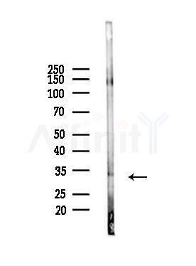 OR1L6 Antibody - Western blot analysis of lysates from Rat liver, using OR1L6 Antibody at 1/1000 dilution.