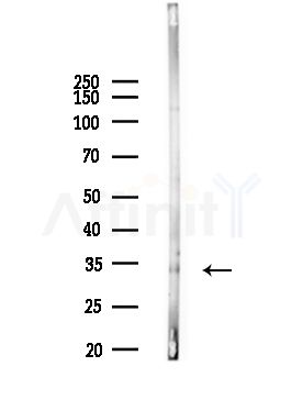 OR1L6 Antibody - Western blot analysis of lysates from Mouse lung, using OR1L6 Antibody at 1/1000 dilution.