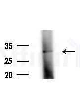 OR1S1/1S2 Antibody - Western blot analysis of lysates from Rat lung, using OR1S1/1S2 Antibody at 1/1000 dilution.
